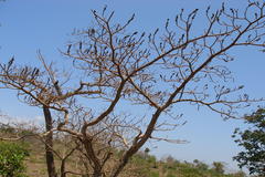 Sapium insigne